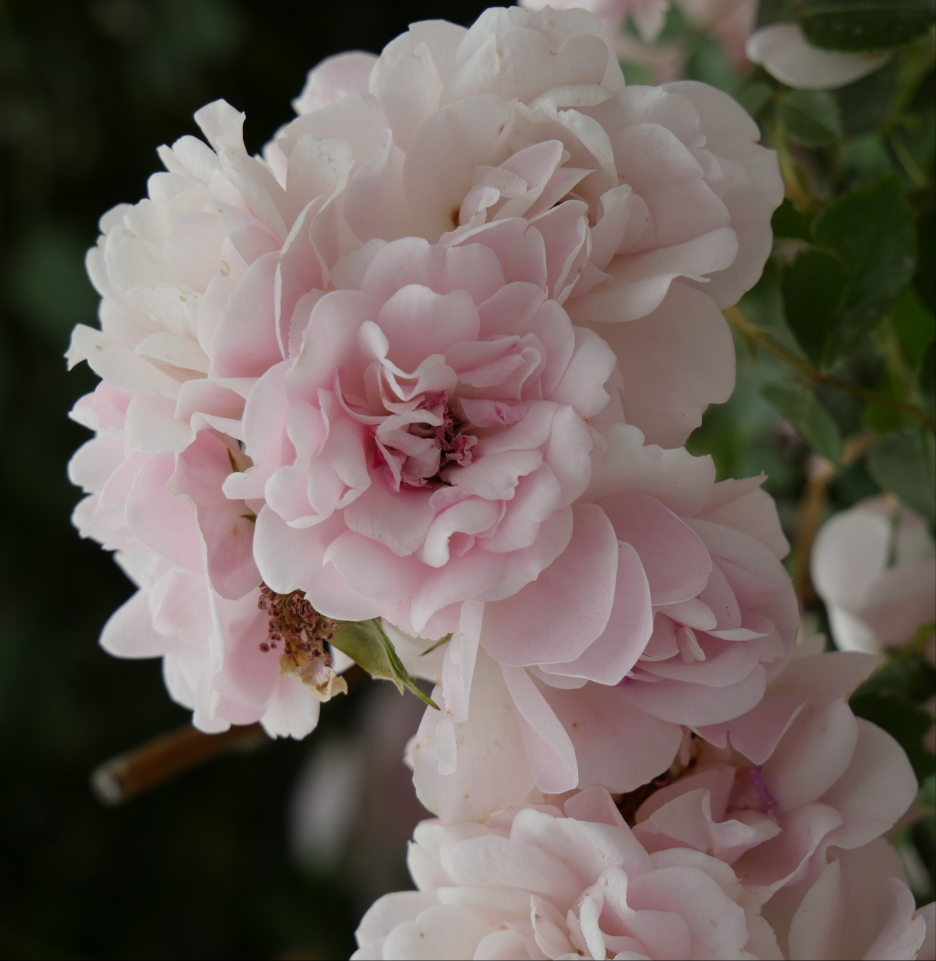 Rose Di San Lazzaro: Eau De Parfum